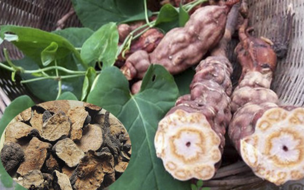 Hà thủ ô - đen tóc, đẹp da 1
